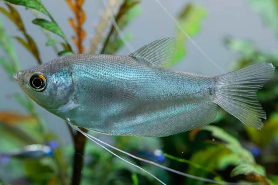 Гурами лунный - Moonlight gourami