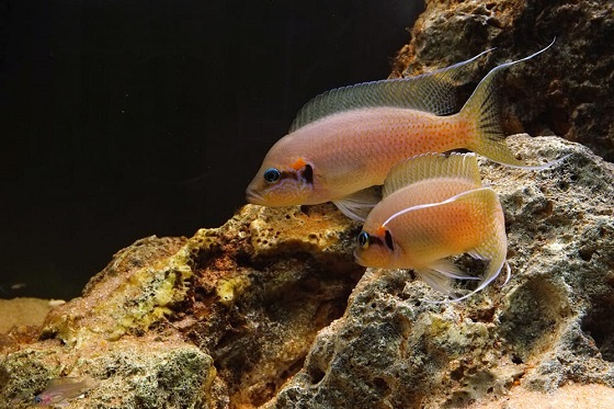 Neolamprologus brichardi