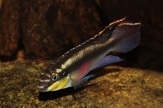 Pelvicachromis kribensis