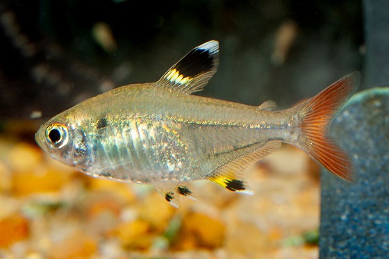 Pristella maxillaris