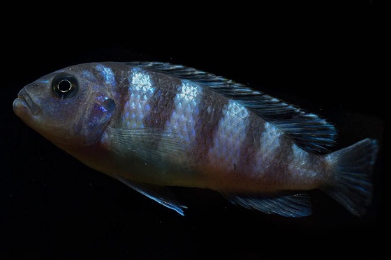 На фото Pseudotropheus lombardoi