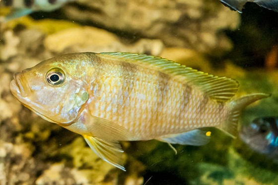 Pseudotropheus lombardoi фото