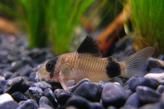 Фото - Corydoras panda