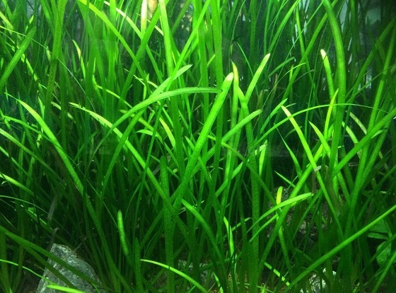 Vallisneria americana