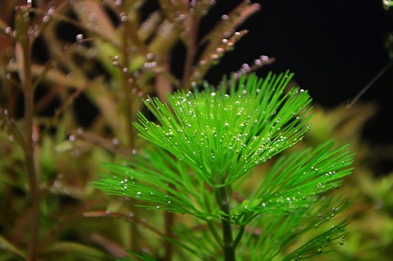 Фото - Cabomba aquatica