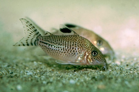 Corydoras leopardus