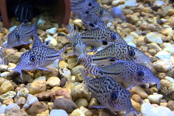 Коридорас леопардовый - Corydoras leopardus