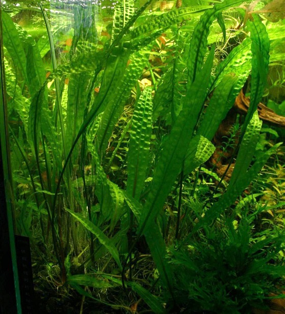 Криптокорина апоногенолистная  - Cryptocoryne aponogetifolia