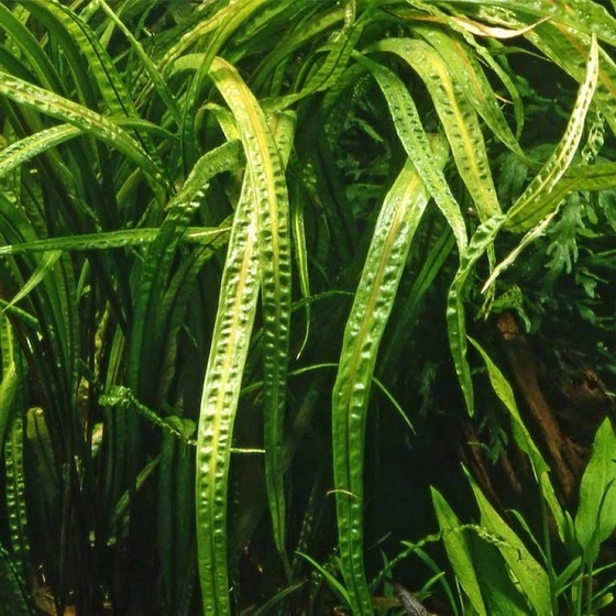 Cryptocoryne aponogetifolia