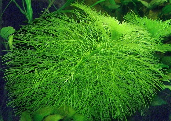 Лимнофила водная - Limnophila aquatica