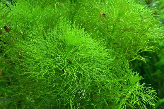 Амбулия водная - Limnophila aquatica