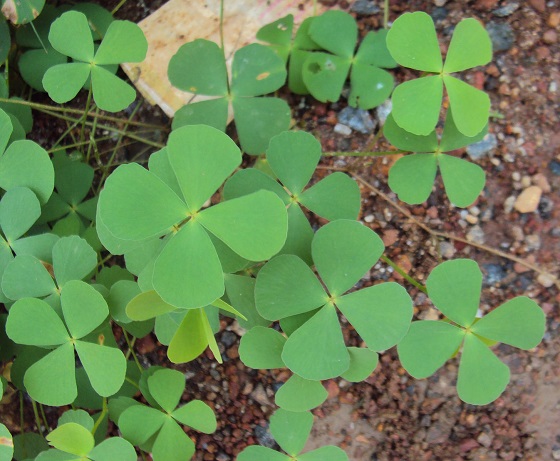 Marsilea quadrifolia