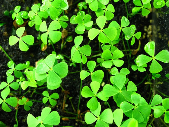 Растение Marsilea quadrifolia