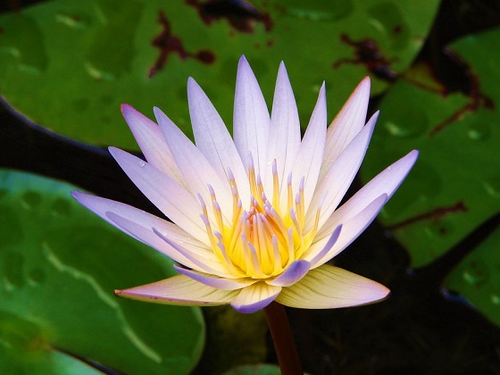 Nymphaea Daubenyana