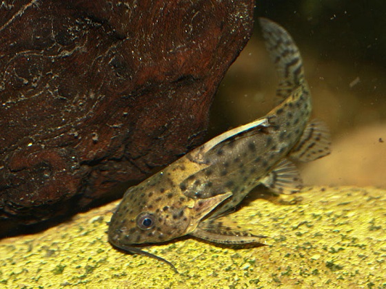 Synodontis nigrita