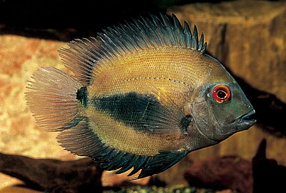 Uaru amphiacanthoides