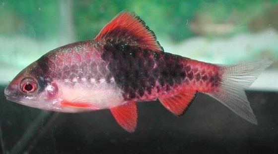 Рыбка Puntius fasciatus