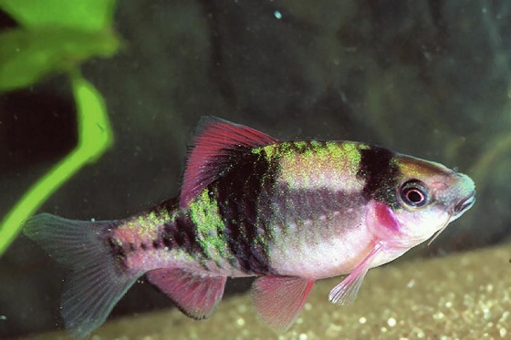 Puntius fasciatus