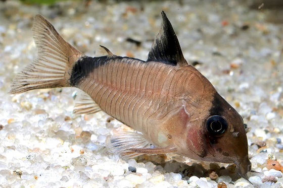 Corydoras metae