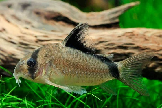 Сомик Мета - Corydoras metae