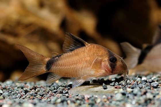 Коридорас Мета - Corydoras metae