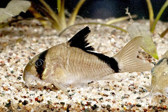 Corydoras metae в акваруиме