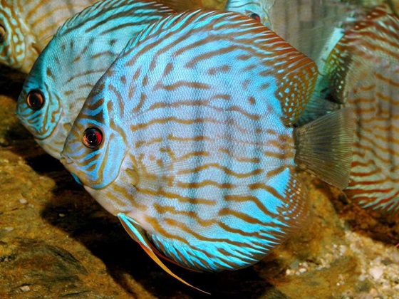 Symphysodon Aequifasciatus Haraldi