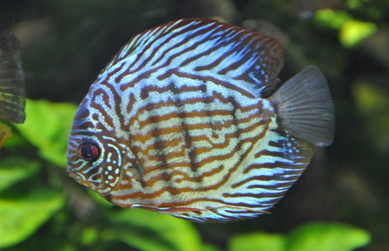 Рыбка Symphysodon Aequifasciatus Haraldi