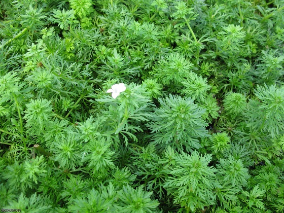 Фото - Limnophila sessiliflora