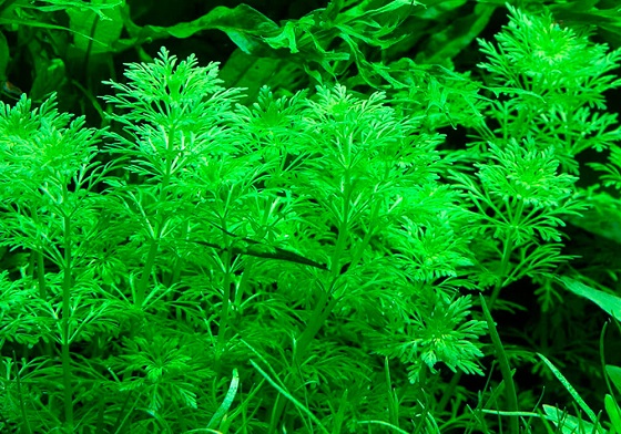 Limnophila sessiliflora в аквариуме