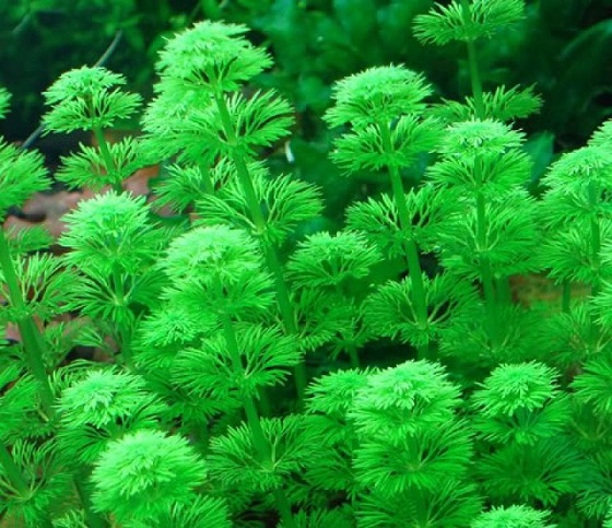 Лимнофила сидячецветковая - Limnophila sessiliflora