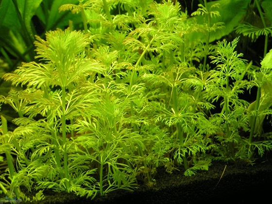 Растение Limnophila sessiliflora