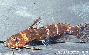 Microsynodontis batesii