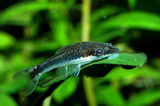 Фото Otocinclus affinis