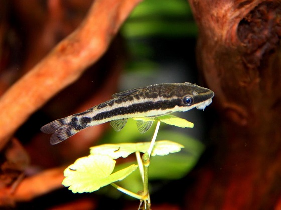 Otocinclus affinis