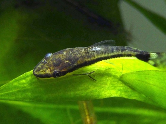 Отоцинклюс аффинис - Otocinclus affinis