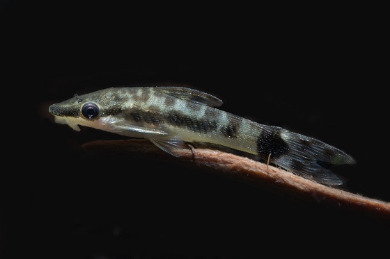 Otocinclus affinis в аквариуме