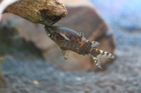 Synodontis nigriventris