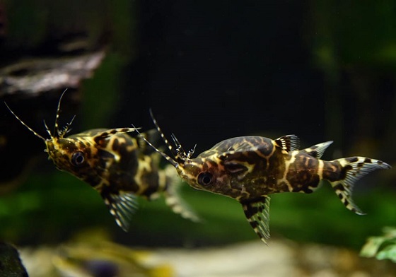 Синодонтис - Synodontis nigriventris