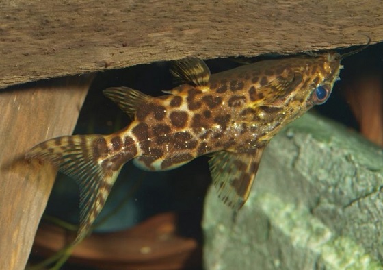 Synodontis