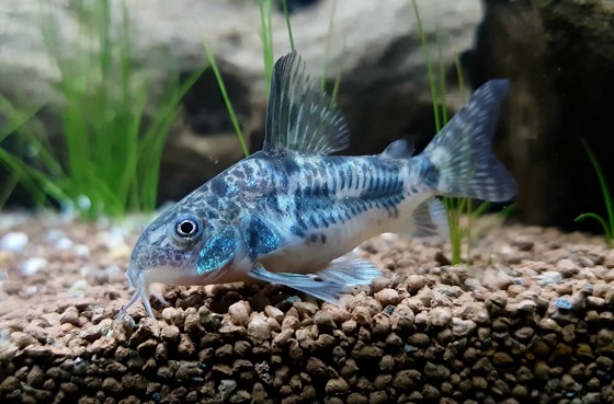 Коридорас крапчатый - Corydoras paleatus