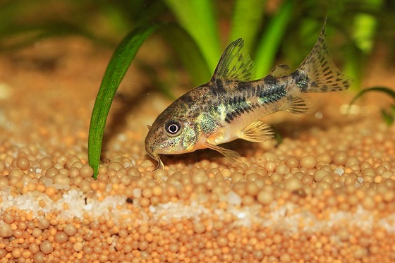 Corydoras paleatus