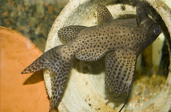 Эуптерус - Synodontis eupterus