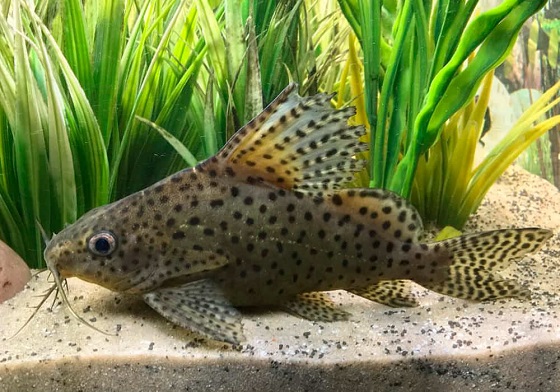 Synodontis eupterus