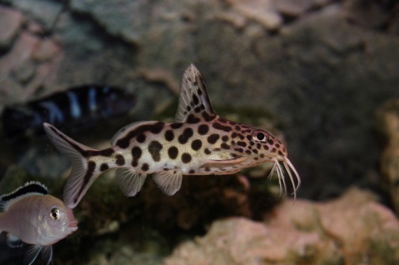 Сом-кукушка - Synodontis multipunctatus