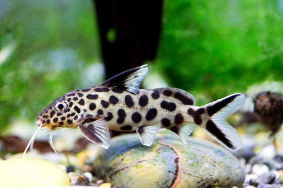 Многопятнистый синодонтис - Synodontis multipunctatus