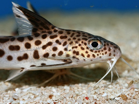 Synodontis multipunctatus