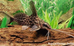 Synodontis alberti