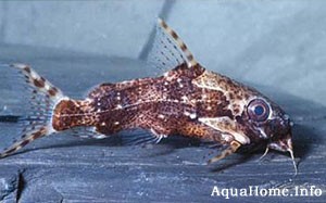 Synodontis contractus