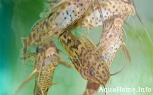 Synodontis greschoffi